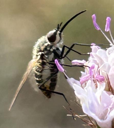 Réf. 346 123 : Phthiria vagans